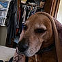animal_face, bed, blanket, brown_dog, close_up, closet, clothing, cozy, dog, domestic_animal, fabric, furniture, hanger, home, indoor, pet, portrait, resting, sleepy, wooden_door