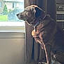 Bella joined the competition — help win amazing prizes! animal, brown_dog, calm, collar, curtain, cushion, daylight, dog, domestic, furniture, home, house, indoor, looking_out, pet, quiet, resting, side_view, sunlight, window