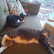 Slugaletta is registered to the contest to win money with this photo: animal, architecture, armchair, building, cat, chair, couch, cup, cushion, furniture, homedecor, indoors, interiordesign, livingroom, manx, person, pet, pillow, room, sleeping