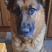 Thor participe au concours pour gagner de l'argent avec cette photo : dog, german_shepherd, pet, animal, indoors, floor, tile_floor, wooden_cabinet, fur, ears, paws, face, canine, domestic_animal, looking_at_camera, sitting, portrait, loyal, companion, house