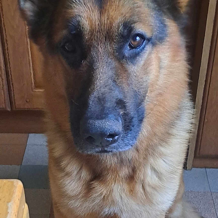Thor participe au concours pour gagner de l'argent avec cette photo : animal, canine, companion, dog, domestic_animal, ears, face, floor, fur, german_shepherd, house, indoors, looking_at_camera, loyal, paws, pet, portrait, sitting, tile_floor, wooden_cabinet