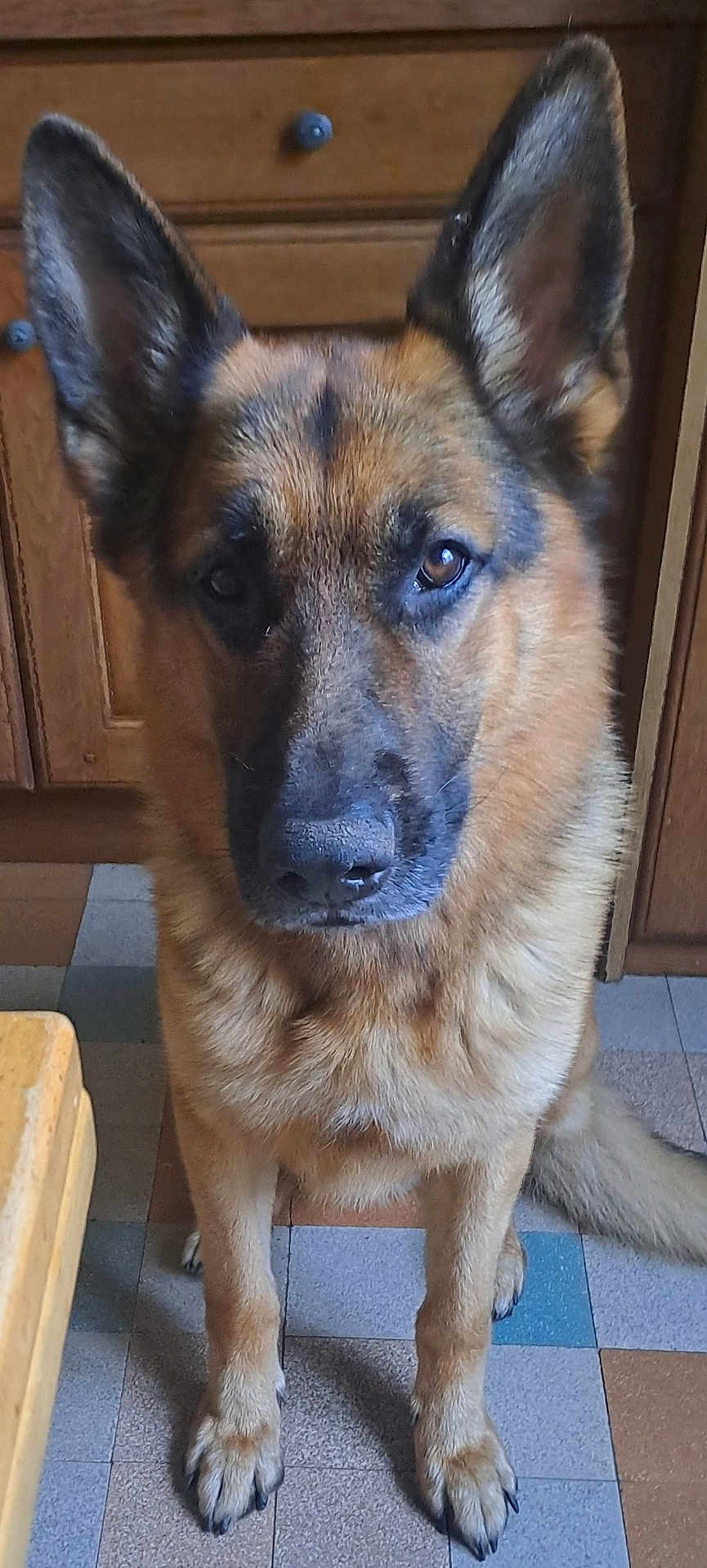 Thor participe au concours pour gagner de l'argent avec cette photo : dog, german_shepherd, pet, animal, indoors, floor, tile_floor, wooden_cabinet, fur, ears, paws, face, canine, domestic_animal, looking_at_camera, sitting, portrait, loyal, companion, house