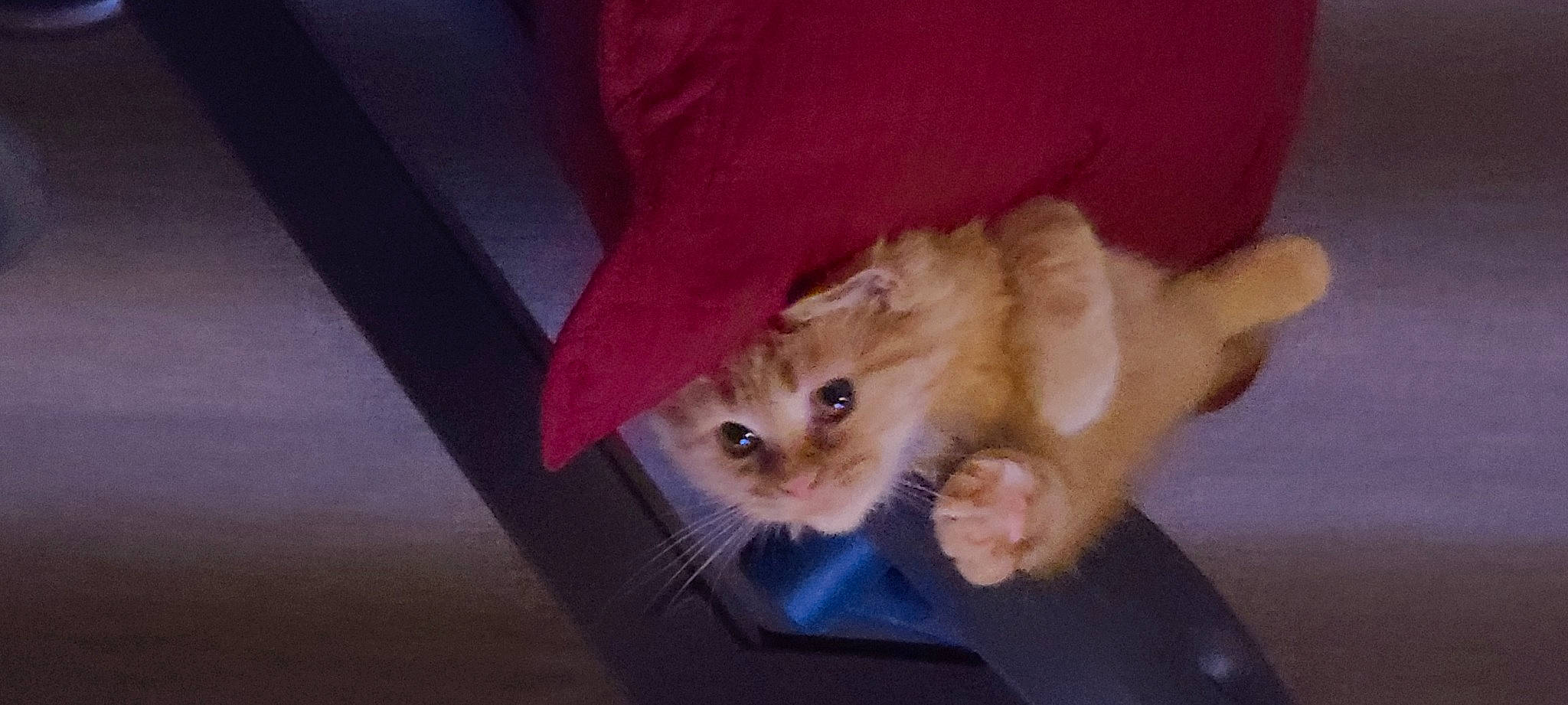 Nemo joined the competition — help win amazing prizes! box, canidae, carnivore, cat, claw, comfort, couch, domestic_short_haired_cat, fawn, felidae, fur, hardwood, paw, room, small_to_medium_sized_cats, tail, whiskers, wood