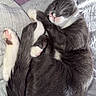 Howl is registered to the contest to win money with this photo: cat, sleeping, curled_up, gray_cat, white_paws, pink_paw_pads, bed, blanket, cozy, resting, pet, fur, whiskers, indoor, cute, animal, nap, soft, peaceful, relaxation