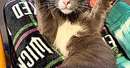 Howl is registered to the contest to win money with this photo: cat, gray_cat, white_paws, raised_paws, pet, lap, person, clothing, patterned_pants, slippers, door, indoor, feline, whiskers, curious_eyes, pink_nose, relaxed, home, animal, cute