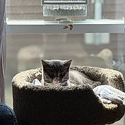 Howl joined the competition — help win amazing prizes! cat, cat_bed, window, sunlight, indoor, pet, feline, cozy, resting, sleepy, animal, home, bird_feeder, soft_texture, daylight, curtain, relaxation, domestic, quiet, comfy