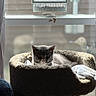 cat, cat_bed, window, sunlight, indoor, pet, feline, cozy, resting, sleepy, animal, home, bird_feeder, soft_texture, daylight, curtain, relaxation, domestic, quiet, comfy