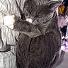 Howl joined the competition — help win amazing prizes! cat, sleeping, gray_cat, white_paw, curled_up, blanket, cozy, indoor, resting, pet, feline, cute, fur, whiskers, relaxed, domestic_animal, soft_texture, close_up, nap, peaceful