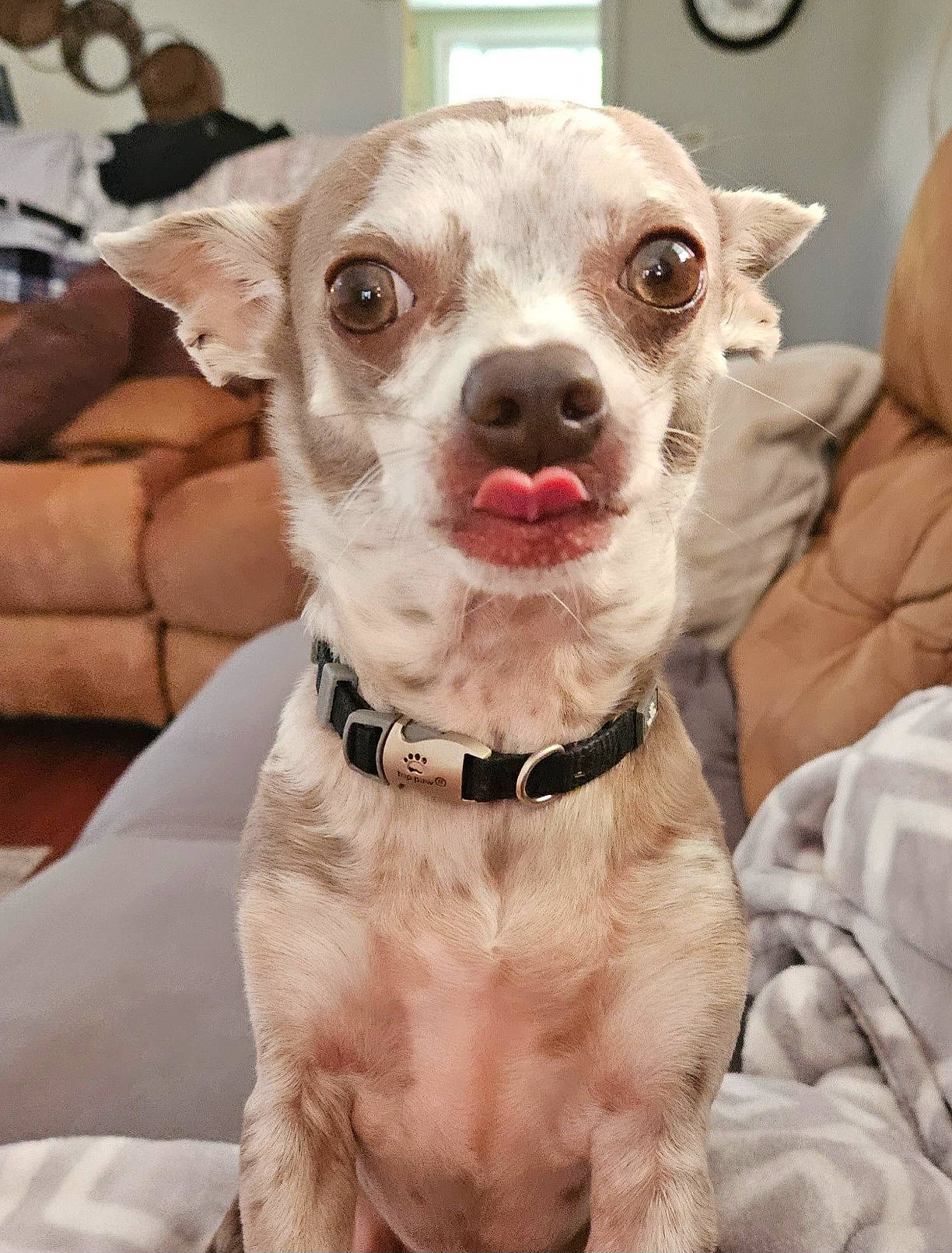 Milo is registered to the contest to win money with this photo: canidae, carnivore, collar, companion_dog, couch, dog, dog_breed, dog_clothes, dog_collar, dog_supply, eyewear, fawn, fur, leash, pet_supply, snout, sporting_group, toy_dog, whiskers, working_animal