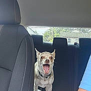 Milo is registered to the contest to win money with this photo: animal, backseat, canine, car_interior, collar, daylight, dog, domestic_animal, fabric_seat, headrest, house, inside, leisure, mouth_open, pet, seat, transport, vehicle, window, yawning