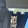 animal, backseat, canine, car_interior, collar, daylight, dog, domestic_animal, fabric_seat, headrest, house, inside, leisure, mouth_open, pet, seat, transport, vehicle, window, yawning