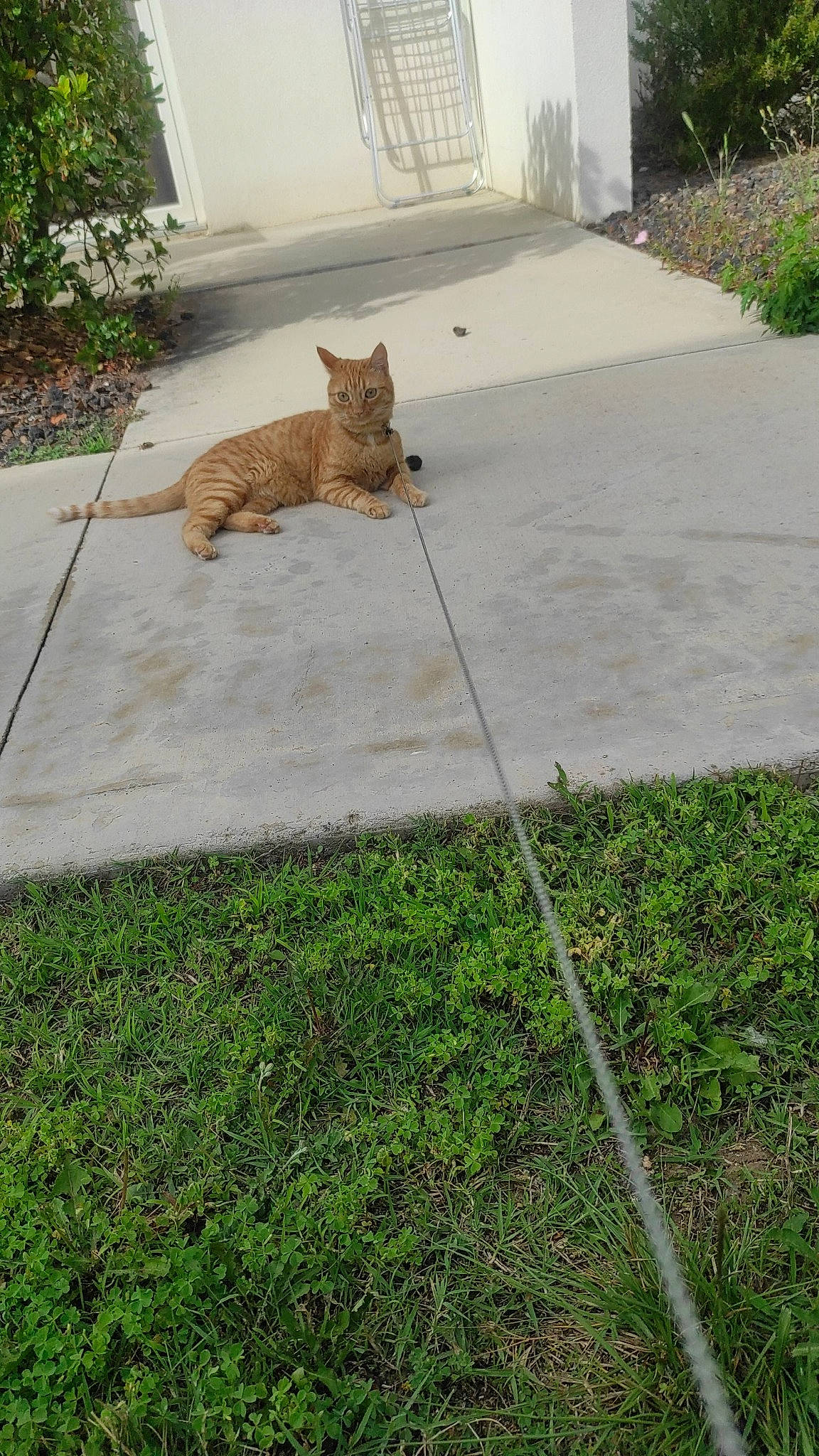 Mimiche participe au concours pour gagner de l'argent avec cette photo : asphalt, brickwork, carnivore, cat, fawn, felidae, flagstone, floor, flooring, grass, groundcover, lawn, plant, road_surface, sidewalk, small_to_medium_sized_cats, tail, terrestrial_animal, whiskers, wood