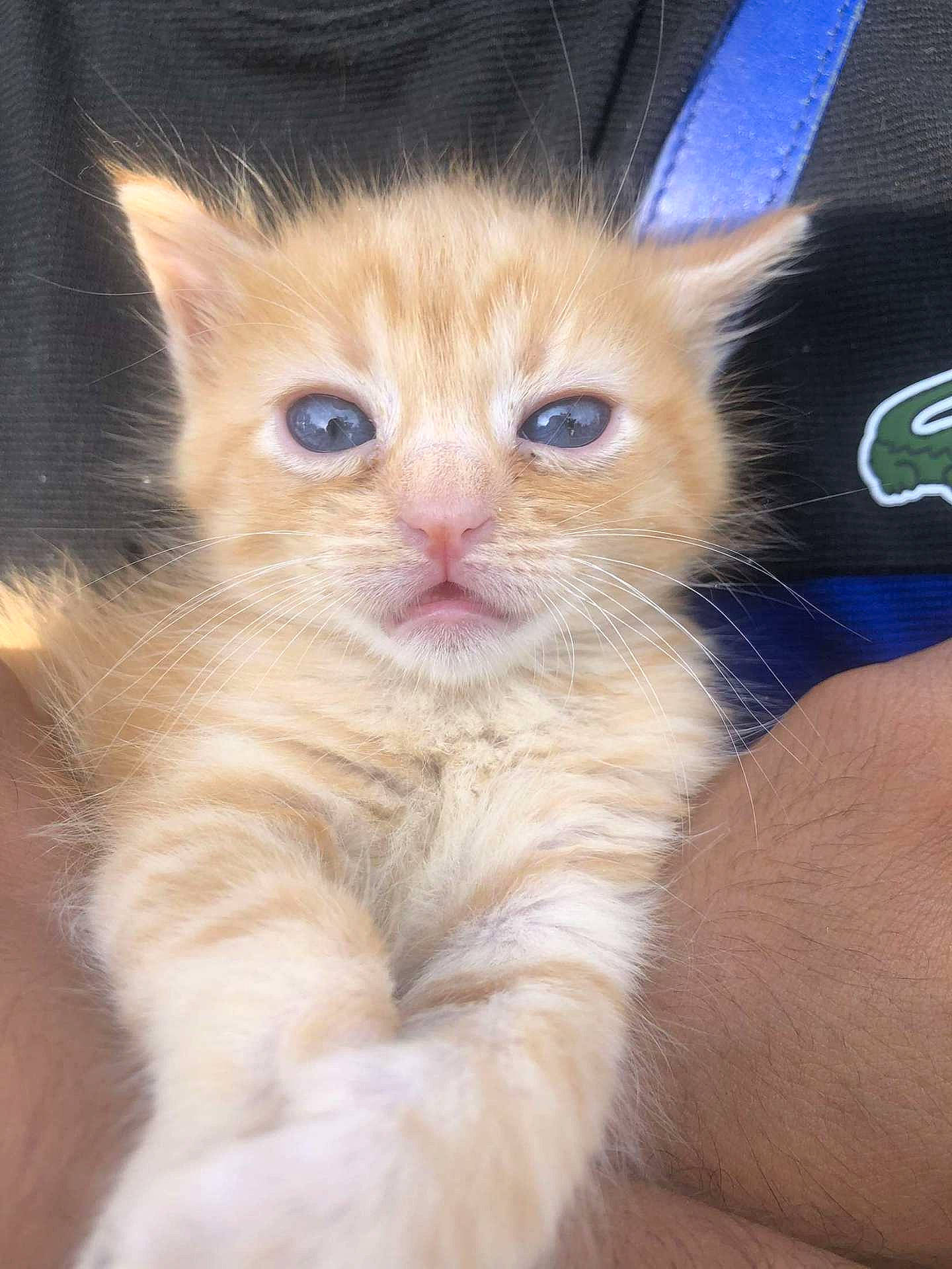 Mimiche a rejoint le concours — aidez-le/la à gagner de superbes lots ! carnivore, cat, claw, comfort, domestic_short_haired_cat, ear, electric_blue, eye, fawn, felidae, fur, gesture, iris, paw, small_to_medium_sized_cats, snout, tail, whiskers