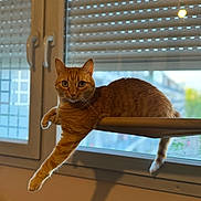 Mimiche a rejoint le concours — aidez-le/la à gagner de superbes lots ! abyssinian, animal, cat, curtain, hardwood, homedecor, kitten, manx, pet, window, windowshade, windowsill, wood