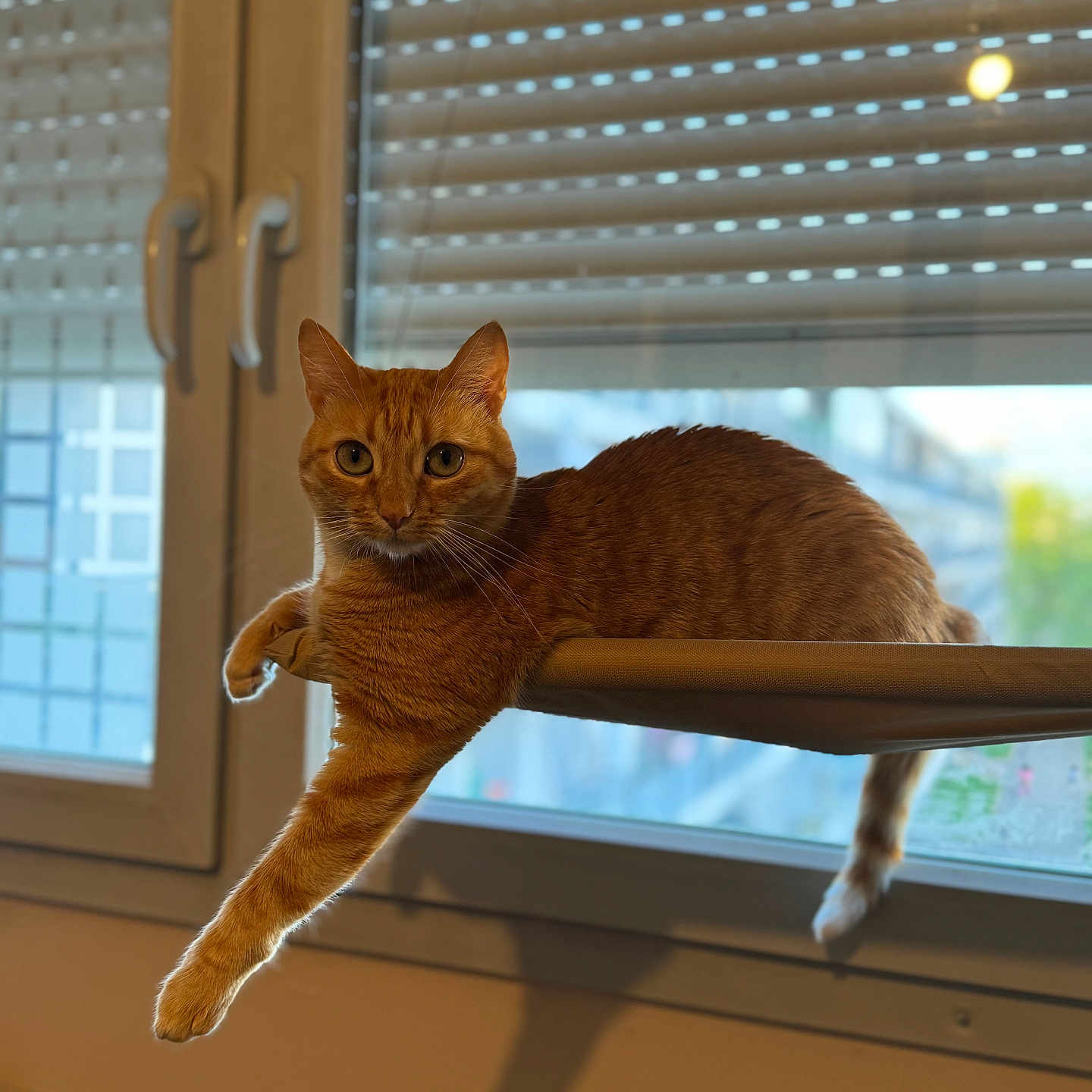 Mimiche a rejoint le concours — aidez-le/la à gagner de superbes lots ! abyssinian, animal, cat, curtain, hardwood, homedecor, kitten, manx, pet, window, windowshade, windowsill, wood