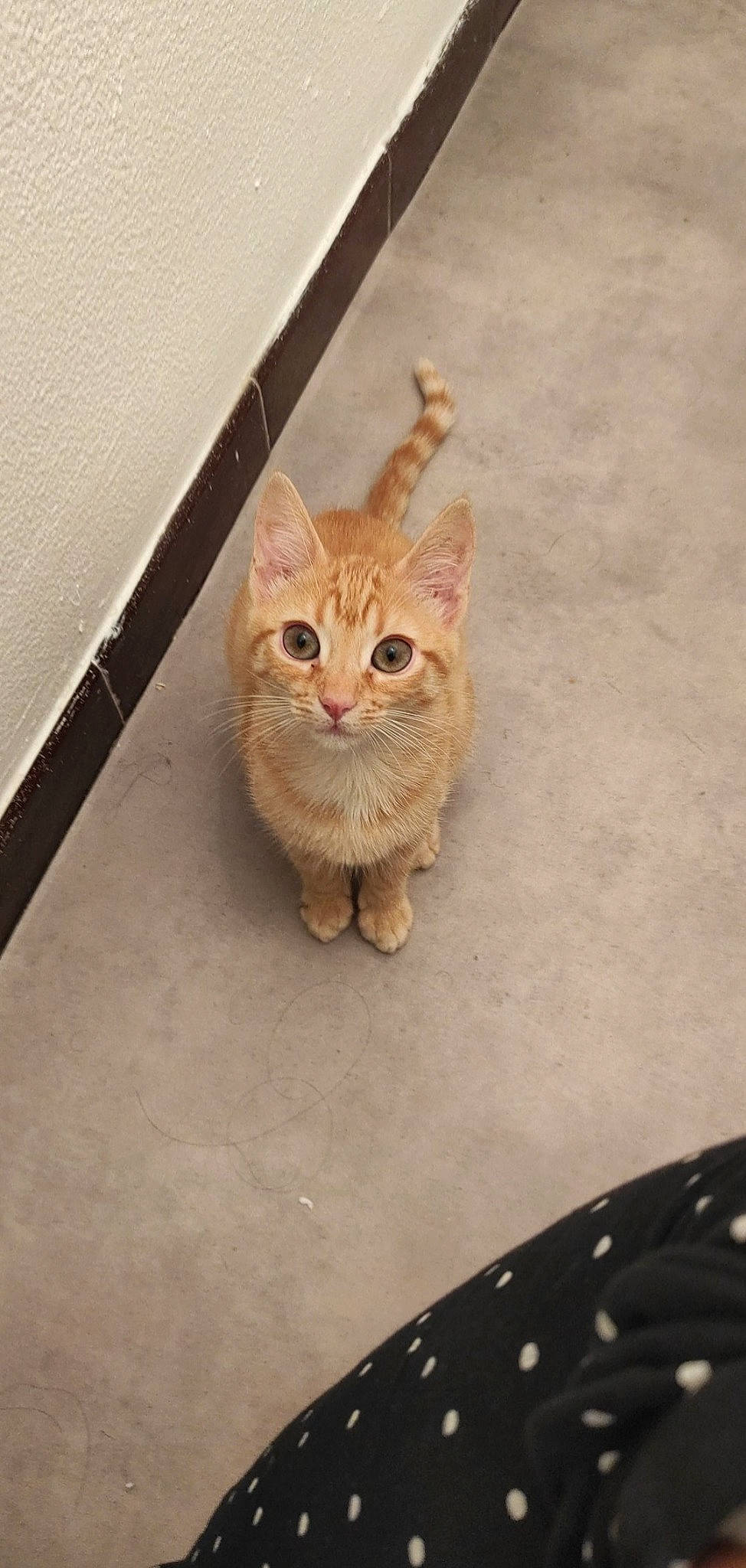 Mimiche a rejoint le concours — aidez-le/la à gagner de superbes lots ! carnivore, cat, domestic_short_haired_cat, door, fawn, felidae, fur, paw, small_to_medium_sized_cats, tail, terrestrial_animal, whiskers, wood