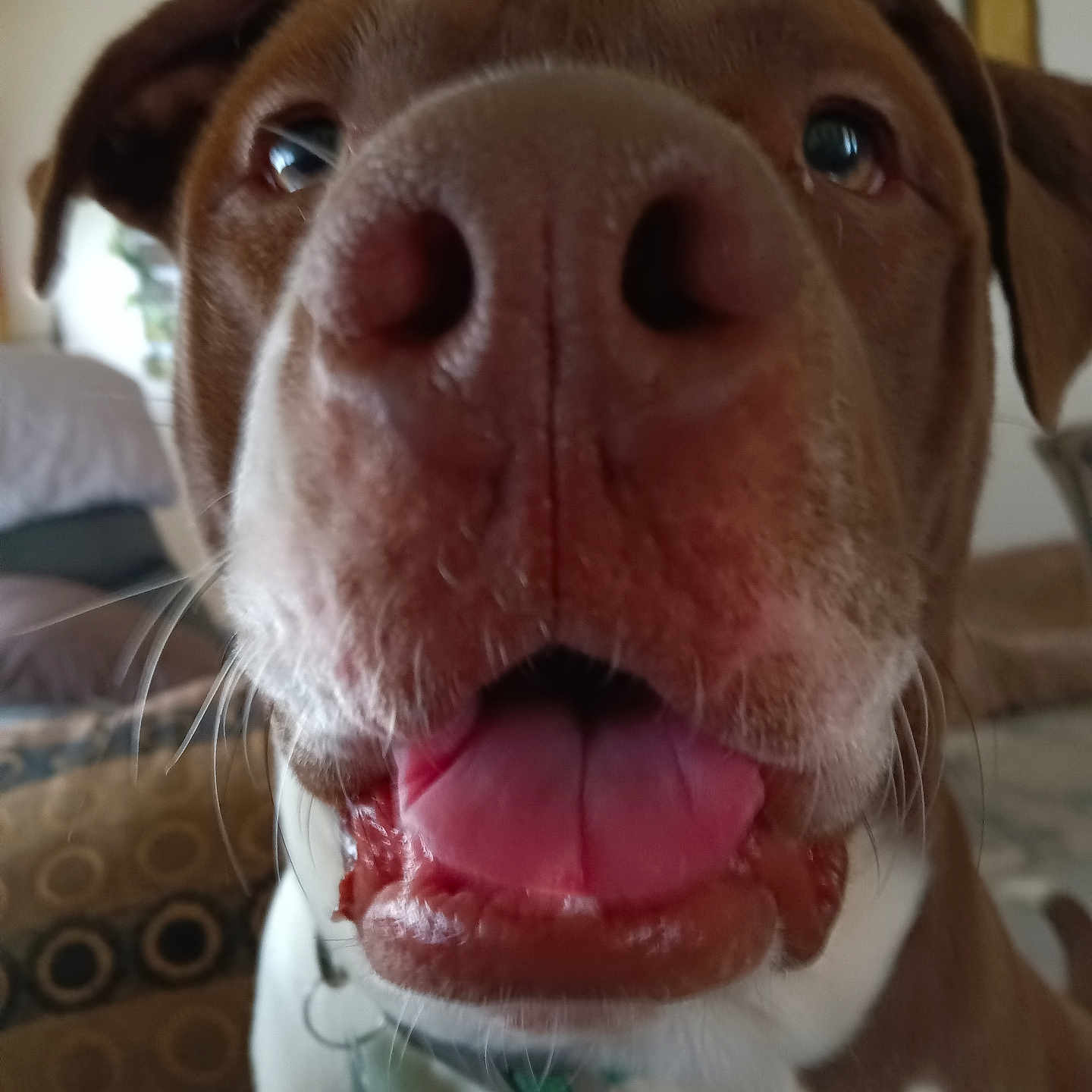 Buster