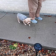 Toby joined the competition — help win amazing prizes! dog, small_dog, sidewalk, concrete, person, legs, pants, sneakers, fallen_leaves, pebbles, outdoor, autumn, walkway, building_wall, solar_light, step, pet, walking, daytime, casual