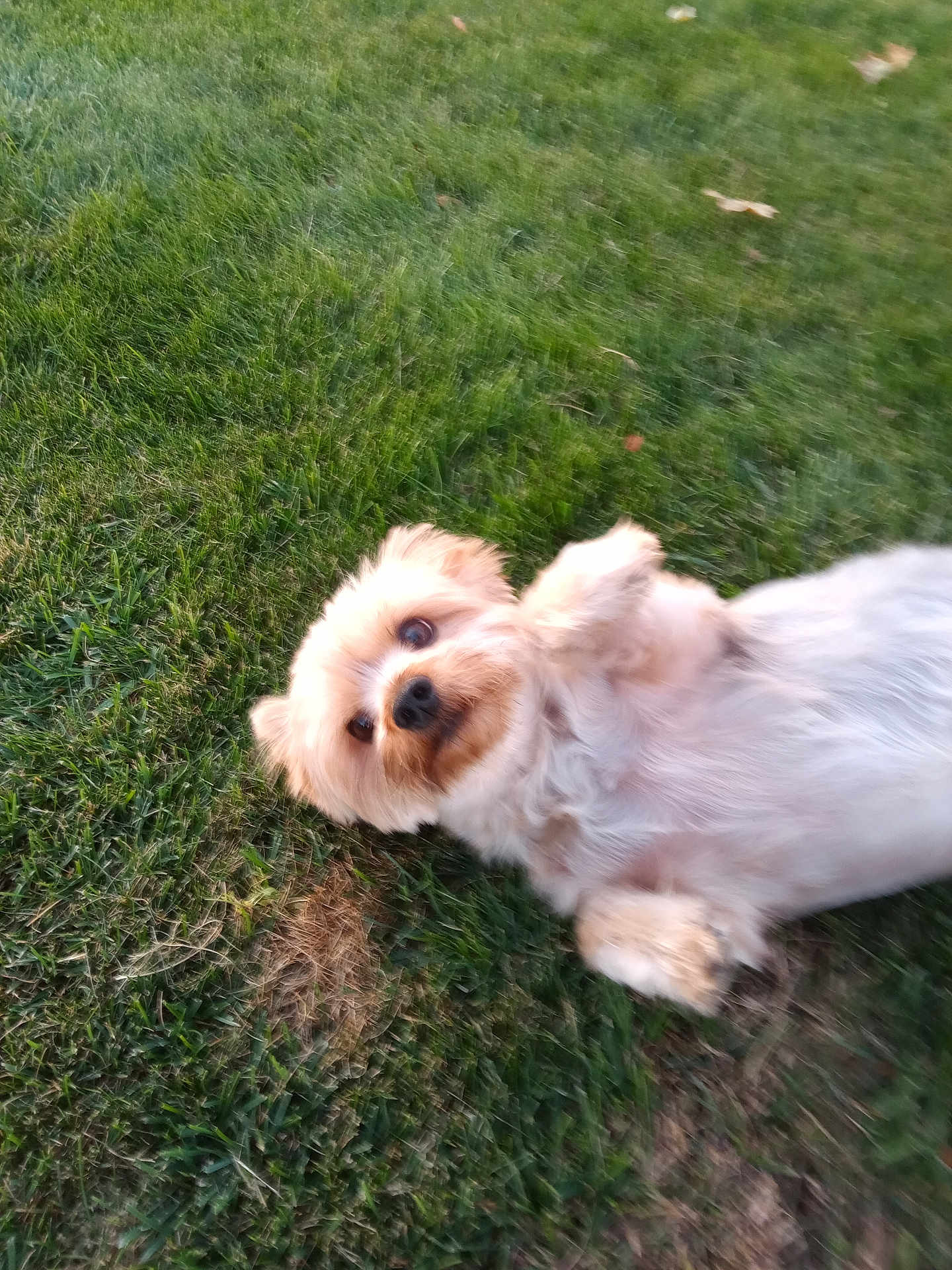 Toby is registered to the contest to win money with this photo: dog, grass, outdoor, pet, fluffy, animal, cute, playful, lying_down, nature, canine, fur, small_dog, greenery, summer, relaxing, mammal, friendly, domestic_animal, daylight