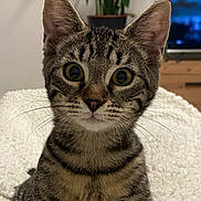 Nan a rejoint le concours — aidez-le/la à gagner de superbes lots ! cat, kitten, tabby, pet, animal, whiskers, ears, eyes, fur, indoor, blanket, houseplant, furniture, television, curious, closeup, portrait, cute, young, domestic