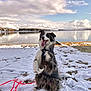 dog, snow, lake, water, clouds, sky, winter, jacket, outdoor, animal, playful, nature, reflection, happy, pet, canine, landscape, cold, fur, leash