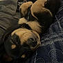 dog, sleeping, puppy, closeup, blanket, quilt, resting, cute, fur, black, brown, tan, pet, cozy, indoor, relaxed, animal, snout, whiskers, cute_pet