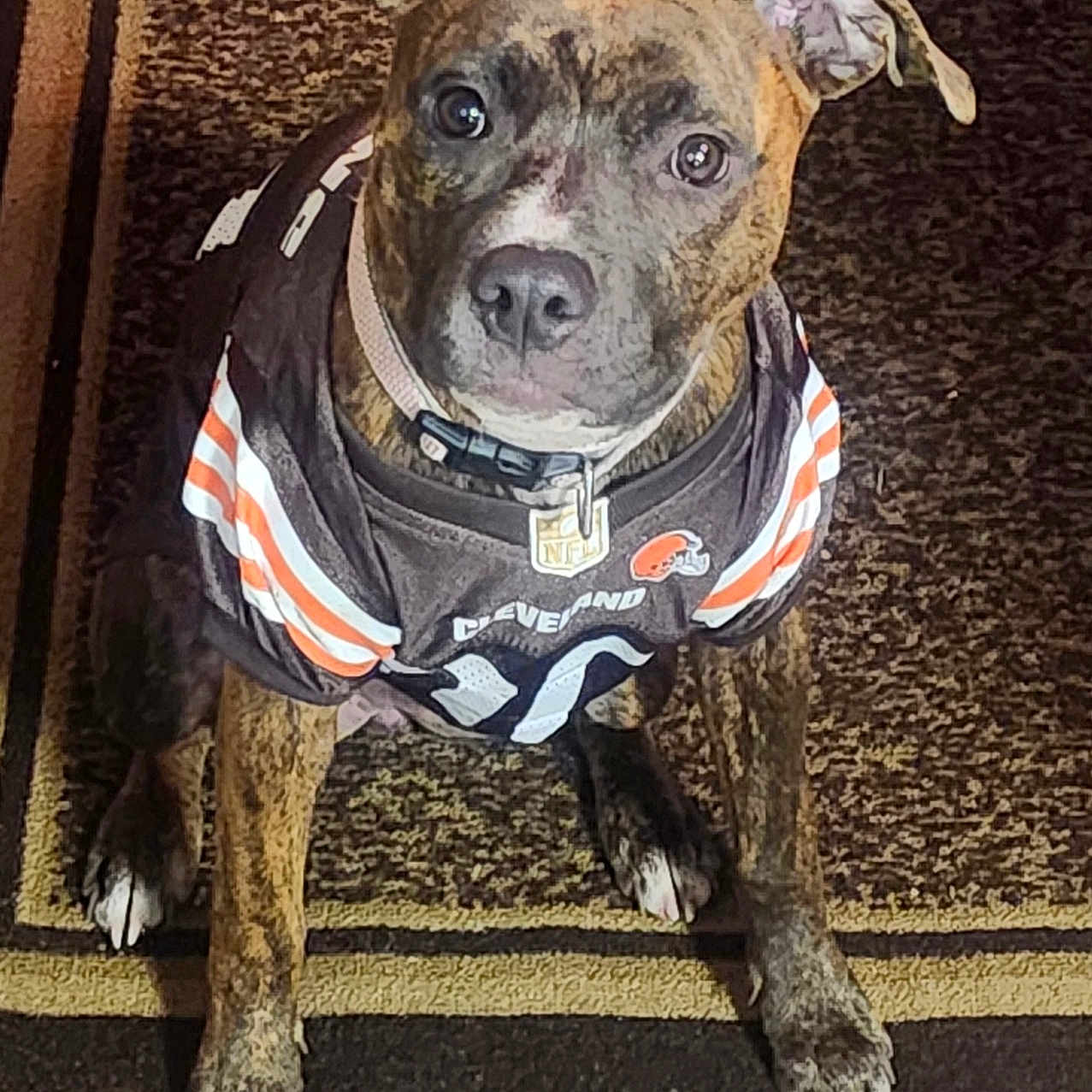 Rubie Lee is registered to the contest to win money with this photo: animal, black, brindle, brown, carpet, cleveland_browns, clothing, collar, cute, dog, ears, indoor, jersey, looking_up, mammal, nfl, pet, sitting, sportswear, white