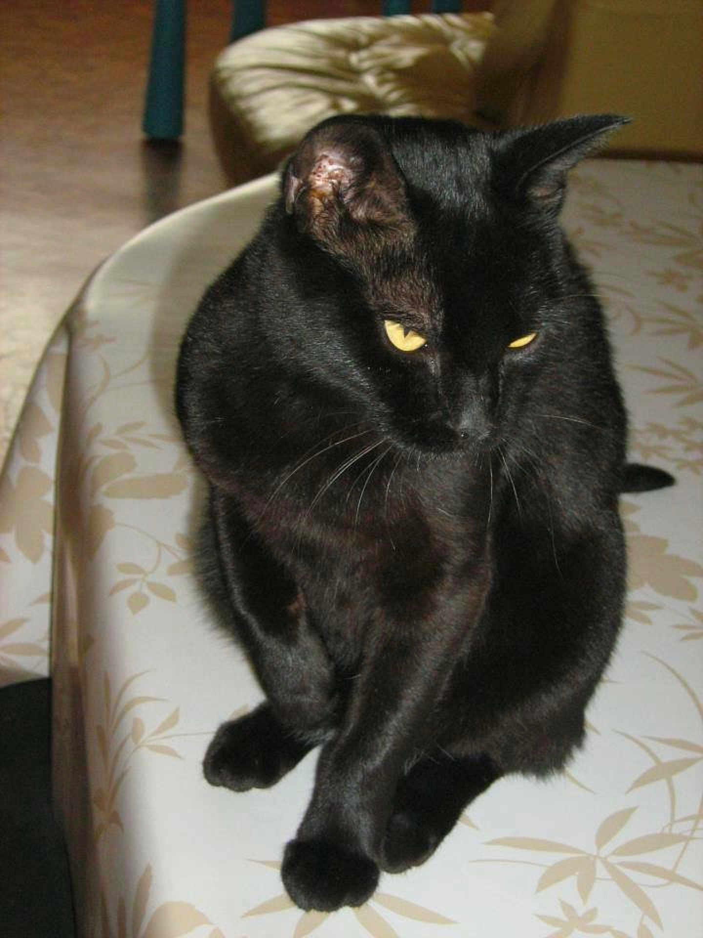 Mimine participe au concours pour gagner de l'argent avec cette photo : asian, black, black_cat, bombay, carnivoran, cat, cat_like_mammal, chartreux, domestic_short_haired_cat, european_shorthair, fur, korat, mammal, small_to_medium_sized_cats, snout, whiskers