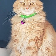 Finnagin is registered to the contest to win money with this photo: alert, animal, bright, cat, closeup, collar, cute, domestic_animal, eyes, feline, fluffy, fur, indoor, mammal, orange_cat, pet, portrait, sitting, tag, whiskers