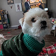 Brenda is registered to the contest to win money with this photo: animal, blurred_background, canine, clothing, cozy, cute, dog, domestic_animal, floor, fur, furniture, indoor, knitwear, living_room, pet, portrait, small_dog, sweater, television, white_dog