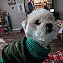 animal, blurred_background, canine, clothing, cozy, cute, dog, domestic_animal, floor, fur, furniture, indoor, knitwear, living_room, pet, portrait, small_dog, sweater, television, white_dog