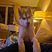 Ashka a rejoint le concours — aidez-le/la à gagner de superbes lots ! chair, cozy, curtains, cute, dog, ears, face, fur, happy, home, husky, indoor, lamp, living_room, pet, puppy, sofa, table, tongue_out, warm_lighting