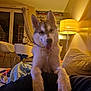 chair, cozy, curtains, cute, dog, ears, face, fur, happy, home, husky, indoor, lamp, living_room, pet, puppy, sofa, table, tongue_out, warm_lighting