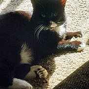 Little Foot is registered to the contest to win money with this photo: black_fur, carpet, cat, close_up, cozy, ear, feline, home, indoor, nose, paws, pet, portrait, relaxed, shadow, sleepy, sunlight, tuxedo_cat, whiskers, white_fur