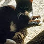 black_fur, carpet, cat, close_up, cozy, ear, feline, home, indoor, nose, paws, pet, portrait, relaxed, shadow, sleepy, sunlight, tuxedo_cat, whiskers, white_fur