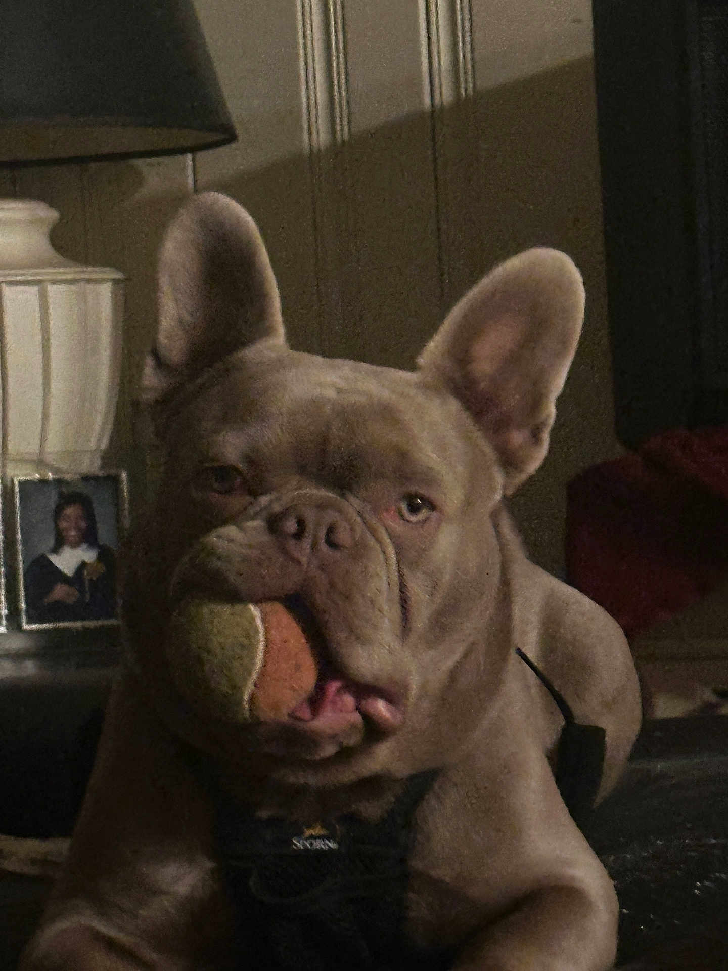 Koda is registered to the contest to win money with this photo: dog, french_bulldog, tennis_ball, pet, indoor, lamp, photo_frame, brown_dog, animal, canine, resting, portrait, household, fur, ears, face, mouth, toy, closeup, background
