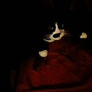 Mr. Bentley joined the competition — help win amazing prizes! animal, black_and_white, blanket, cat, close_up, cozy, dark, eyes, face, fur, indoors, low_light, mystery, night, paws, pet, quiet, resting, shadow, whiskers