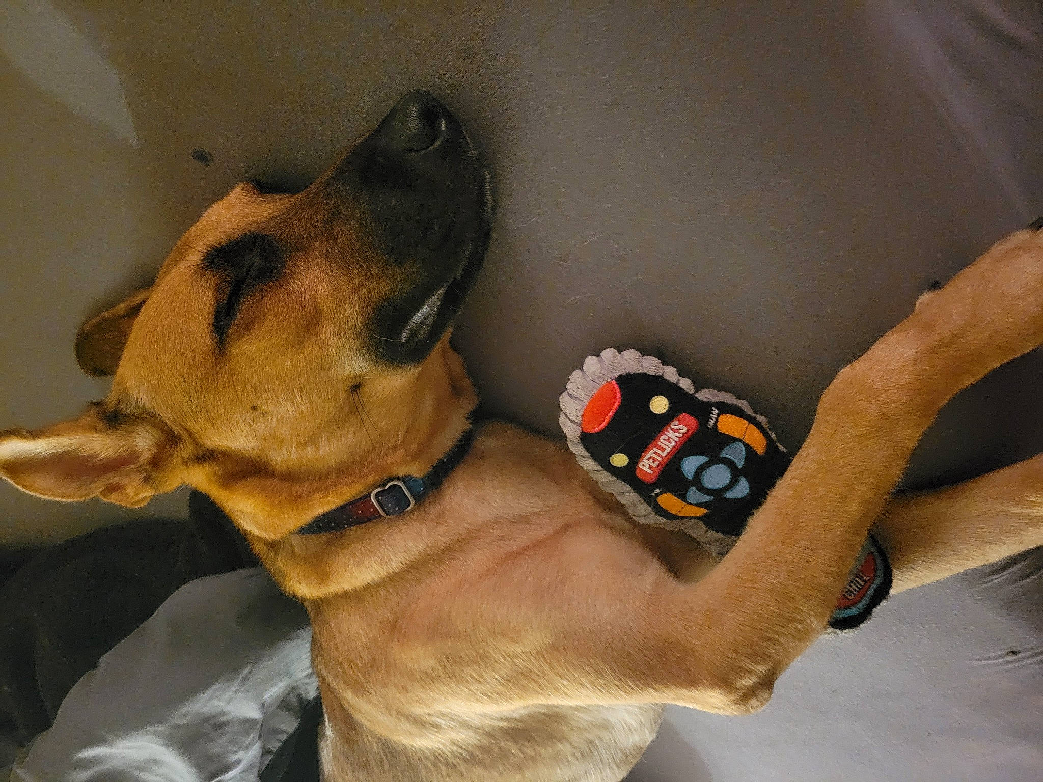 Pretzel joined the competition — help win amazing prizes! canidae, carnivore, collar, companion_dog, dog, dog_breed, dog_collar, dog_supply, ear, fashion_accessory, fawn, jaw, paw, pet_supply, snout, sporting_group, strap, whiskers, working_animal, wrist