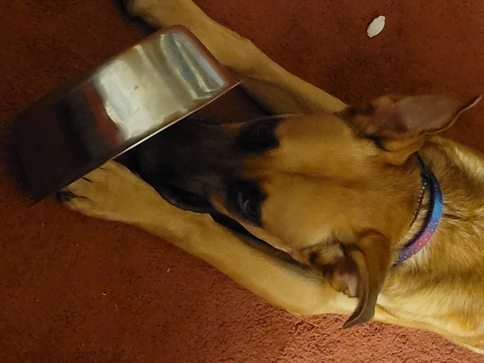 Pretzel is registered to the contest to win money with this photo: automotive_lighting, carnivore, comfort, companion_dog, dog, dog_breed, duct_tape, fawn, felidae, foil, metal, pack_animal, pet_supply, small_to_medium_sized_cats, sporting_group, tail, terrestrial_animal, whiskers, wood, working_animal