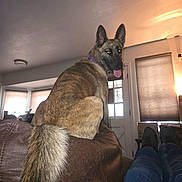 Shenzi joined the competition — help win amazing prizes! dog, brindle_coat, collar, indoor, couch, leather, tail, tongue, window, door, legs, jeans, shoes, furniture, living_room, ceiling, light, relaxing, pet, canine