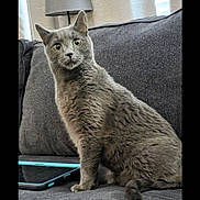 Mouse is registered to the contest to win money with this photo: cat, gray_cat, pet, feline, couch, tablet, lamp, curtains, indoor, home, furniture, sitting, wide_eyes, looking, cozy, domestic, fur, whiskers, tail, relaxed