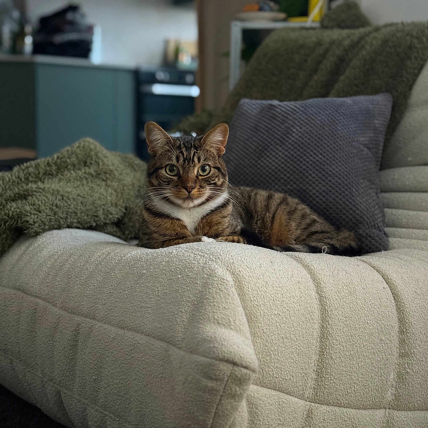 Levi joined the competition — help win amazing prizes! abyssinian, animal, architecture, armchair, blanket, building, cat, chair, couch, cushion, furniture, homedecor, indoors, kitten, livingroom, manx, person, pet, pillow, room