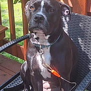 Ivy is registered to the contest to win money with this photo: dog, black_dog, white_chest, outdoor, chair, woven_chair, wooden_deck, leash, collar, sunlight, pet, canine, animal, sitting, calm, attentive, fence, green_grass, daylight, portrait