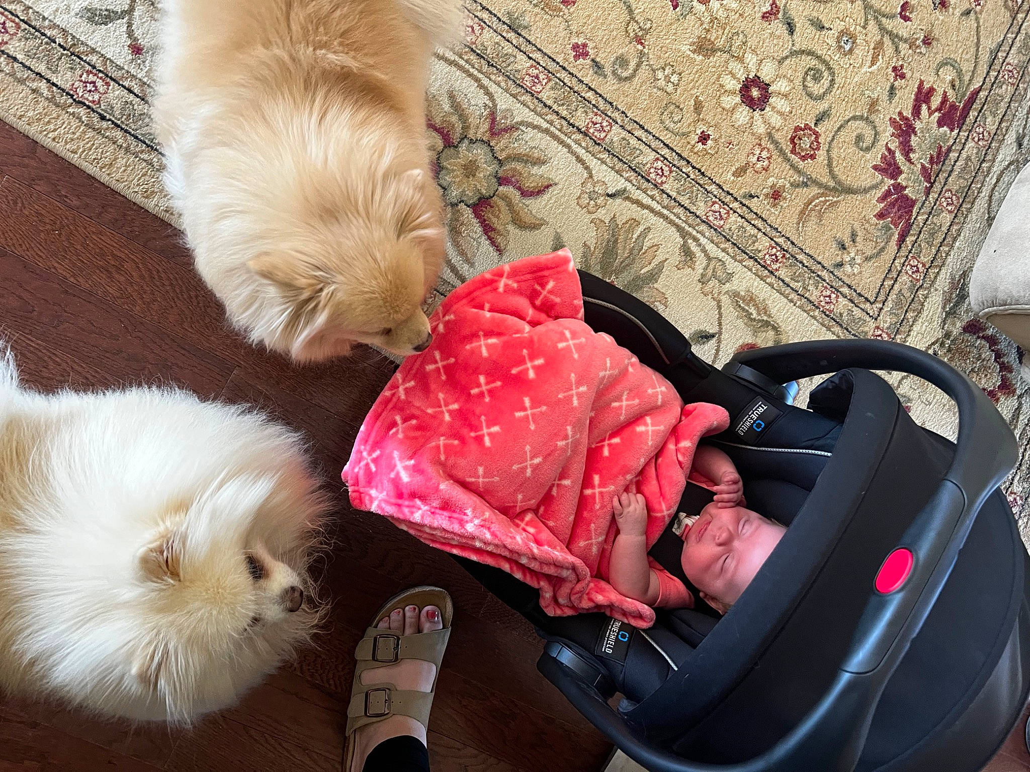 Anakin joined the competition — help win amazing prizes! bag, canidae, carnivore, comfort, companion_dog, dog, dog_breed, dog_supply, fawn, felidae, fur, german_spitz, german_spitz_mittel, headwear, liver, luggage_and_bags, person, spitz, sporting_group, tail