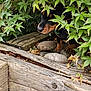 puppy, dog, green_leaves, plants, wood, rocks, outdoor, nature, curious, hidden, garden, pet, young_dog, brown_and_black, animal, small, explorer, cautious, wooden_planks, foliage