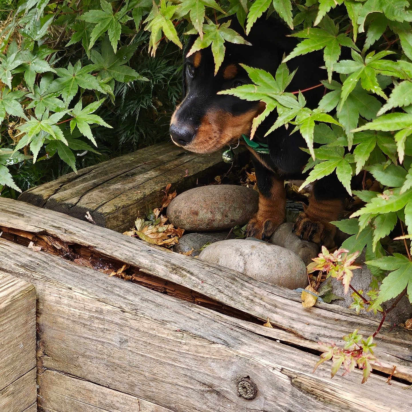 Me-Me joined the competition — help win amazing prizes! animal, brown_and_black, cautious, curious, dog, explorer, foliage, garden, green_leaves, hidden, nature, outdoor, pet, plants, puppy, rocks, small, wood, wooden_planks, young_dog