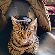 Smokey joined the competition — help win amazing prizes! cat, tabby, yellow_eyes, leather_chair, jacket, indoor, pet, feline, striped, fur, whiskers, ears, resting, closeup, animal, domestic, cozy, living_room, couch, pillow