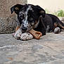 puppy, dog, bone, chew_toy, lying_down, paws, fur, black_fur, white_fur, brown_fur, outdoor, stone_floor, close_up, pet, animal, cute, young_dog, resting, ears, eyes
