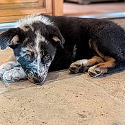 Gaïa participe au concours pour gagner de l'argent avec cette photo : puppy, dog, animal, pet, lying_down, floor, curious, black_and_white, fur, ears, paws, cute, young, indoor, closeup, portrait, tile_floor, resting, looking, adorable