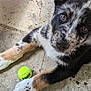 puppy, dog, tennis_ball, floor, close_up, paw, black_fur, white_fur, tan_fur, cute, pet, animal, playful, young_dog, looking_up, indoor, texture, concrete, spot, fur